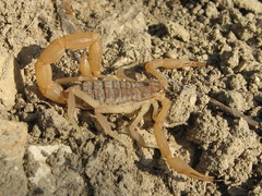 Aegaeobuthus gibbosus