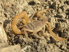 Aegaeobuthus gibbosus