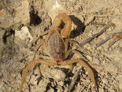 Aegaeobuthus gibbosus