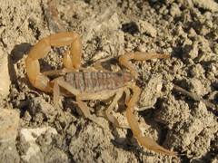 Aegaeobuthus gibbosus