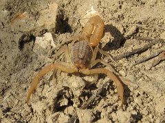 Aegaeobuthus gibbosus