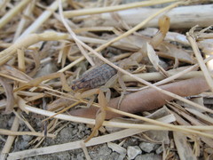 Aegaeobuthus gibbosus