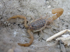 Aegaeobuthus gibbosus