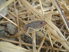 Aegaeobuthus gibbosus