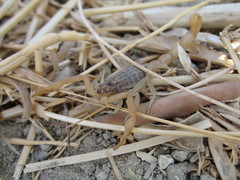 Aegaeobuthus gibbosus