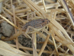 Aegaeobuthus gibbosus