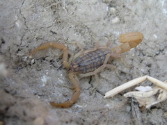 Aegaeobuthus gibbosus
