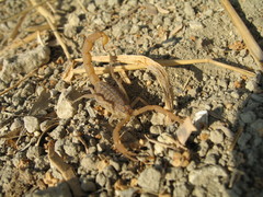 Aegaeobuthus gibbosus