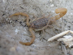 Aegaeobuthus gibbosus