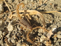 Aegaeobuthus gibbosus