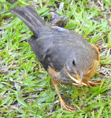 Turdus olivaceus olivaceus