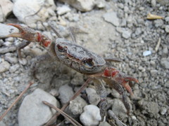 Potamon hippocratis