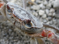 Potamon hippocratis