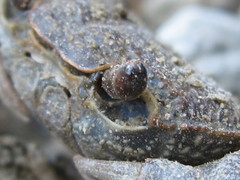 Potamon hippocratis