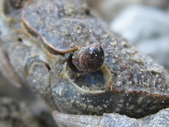 Potamon hippocratis