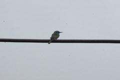 Merops cyanophrys