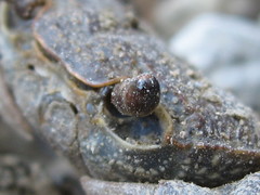 Potamon hippocratis