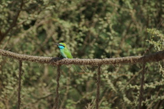 Merops cyanophrys