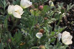 Papaver alboroseum