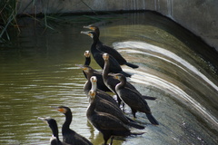 Phalacrocorax carbo