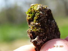 Syntrichia laevipila