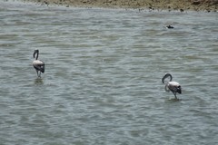 Phoenicopterus roseus