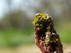 Syntrichia laevipila