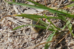 Tropinota squalida