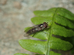 Meliscaeva auricollis