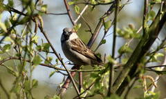 Passer domesticus