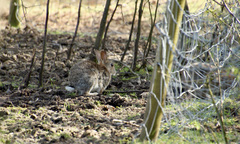 Oryctolagus cuniculus