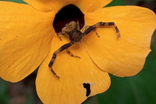 Carcinarachne brocki