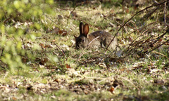 Oryctolagus cuniculus