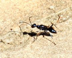 Ampulicini