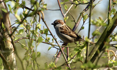 Passer domesticus