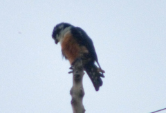 Microhierax fringillarius