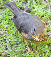 Turdus olivaceus olivaceus