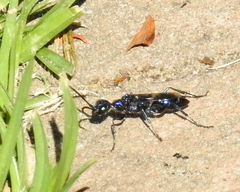 Ampulicini