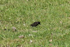 Sturnus vulgaris