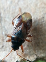 Lasiosomus enervis