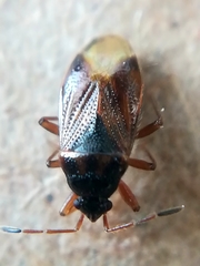 Lasiosomus enervis