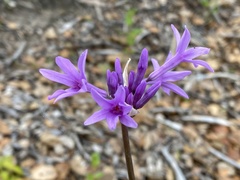 Tulbaghia violacea