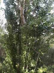 Populus nigra