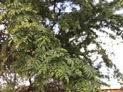 Vachellia caven