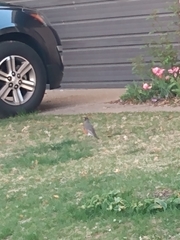 Turdus migratorius