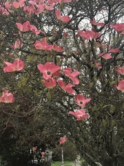 Cornus florida rubra