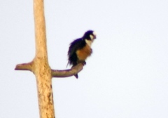 Microhierax latifrons