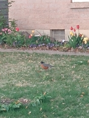 Turdus migratorius
