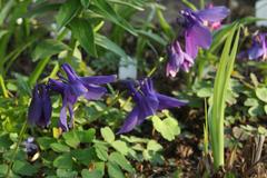 Aquilegia flabellata