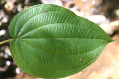 Miconia matudae